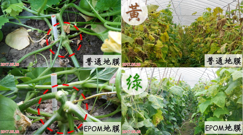 EPOM環境保護優化材料為明鈦塑膠有限公司獨家研發新型可生物分解降解環保塑膠原料,可稱之上等環保塑膠原料解決萬年不滅白色汙染塑膠垃圾,且為食品級環保塑膠,通過美國FDA與歐盟Rosh標準不含塑化劑與雙酚A無毒塑膠。在生產加工製造過程可比一般石化塑膠低碳低汙染。絕非食用澱粉與玉米澱粉PLA,丟棄後透過自然因素陽光紫外線、細菌可自動分解降解,分解後產物為水、二氧化碳、氧化鈣,無毒無汙染 EPOM,環境保護優化材料, 可生物分解,降解,環保塑膠,原料,白色汙染,塑膠垃圾,食品級,環保塑膠, 無毒塑膠, 低碳,低汙染, 食用澱粉,玉米澱粉,PLA, 分解塑膠,降解塑膠,明鈦塑膠,明鈦塑膠有限公司
