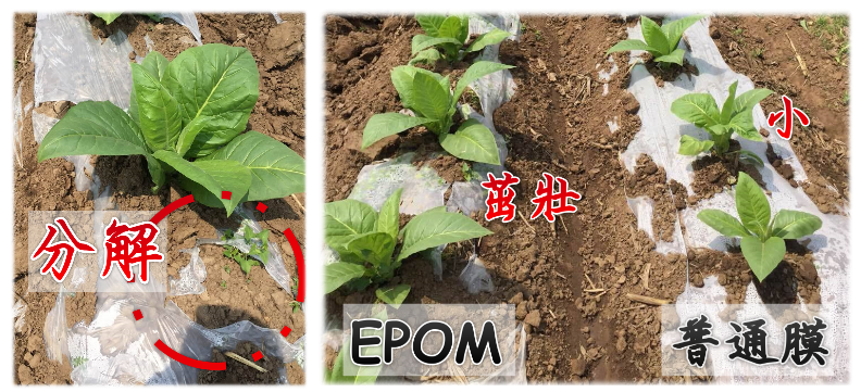 EPOM環境保護優化材料為明鈦塑膠有限公司獨家研發新型可生物分解降解環保塑膠原料,可稱之上等環保塑膠原料解決萬年不滅白色汙染塑膠垃圾,且為食品級環保塑膠,通過美國FDA與歐盟Rosh標準不含塑化劑與雙酚A無毒塑膠。在生產加工製造過程可比一般石化塑膠低碳低汙染。絕非食用澱粉與玉米澱粉PLA,丟棄後透過自然因素陽光紫外線、細菌可自動分解降解,分解後產物為水、二氧化碳、氧化鈣,無毒無汙染 EPOM,環境保護優化材料, 可生物分解,降解,環保塑膠,原料,白色汙染,塑膠垃圾,食品級,環保塑膠, 無毒塑膠, 低碳,低汙染, 食用澱粉,玉米澱粉,PLA, 分解塑膠,降解塑膠,明鈦塑膠,明鈦塑膠有限公司